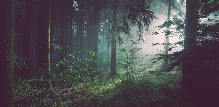 5 Best Woods to Visit in the Cotswolds