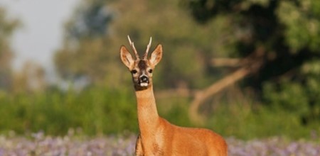 Top 10 Woodland Animals